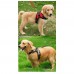 Упряжка Регулируемая мягкая нагрудная шлейка Пижон Поводок Размер S 25 мм 60-75 см для собак SportsDog harness set Оранжевый